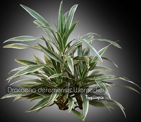 Dracaena - Dracaena deremensis 'Warneckei' - Striped Dracaena